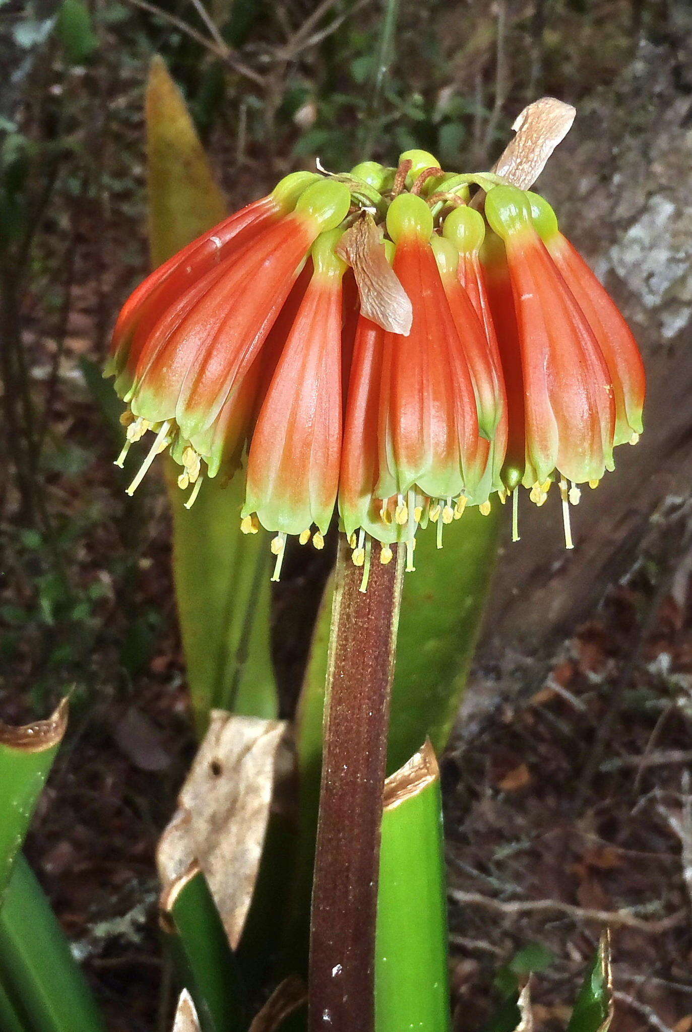 Image of Clivia nobilis Lindl.