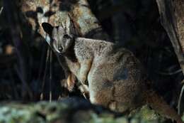 Image of Unadorned Rock Wallaby