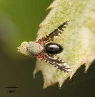 صورة Valentibulla californica (Coquillett 1894)