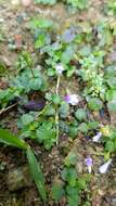 Imagem de Torenia crustacea (L.) Cham. & Schltdl.