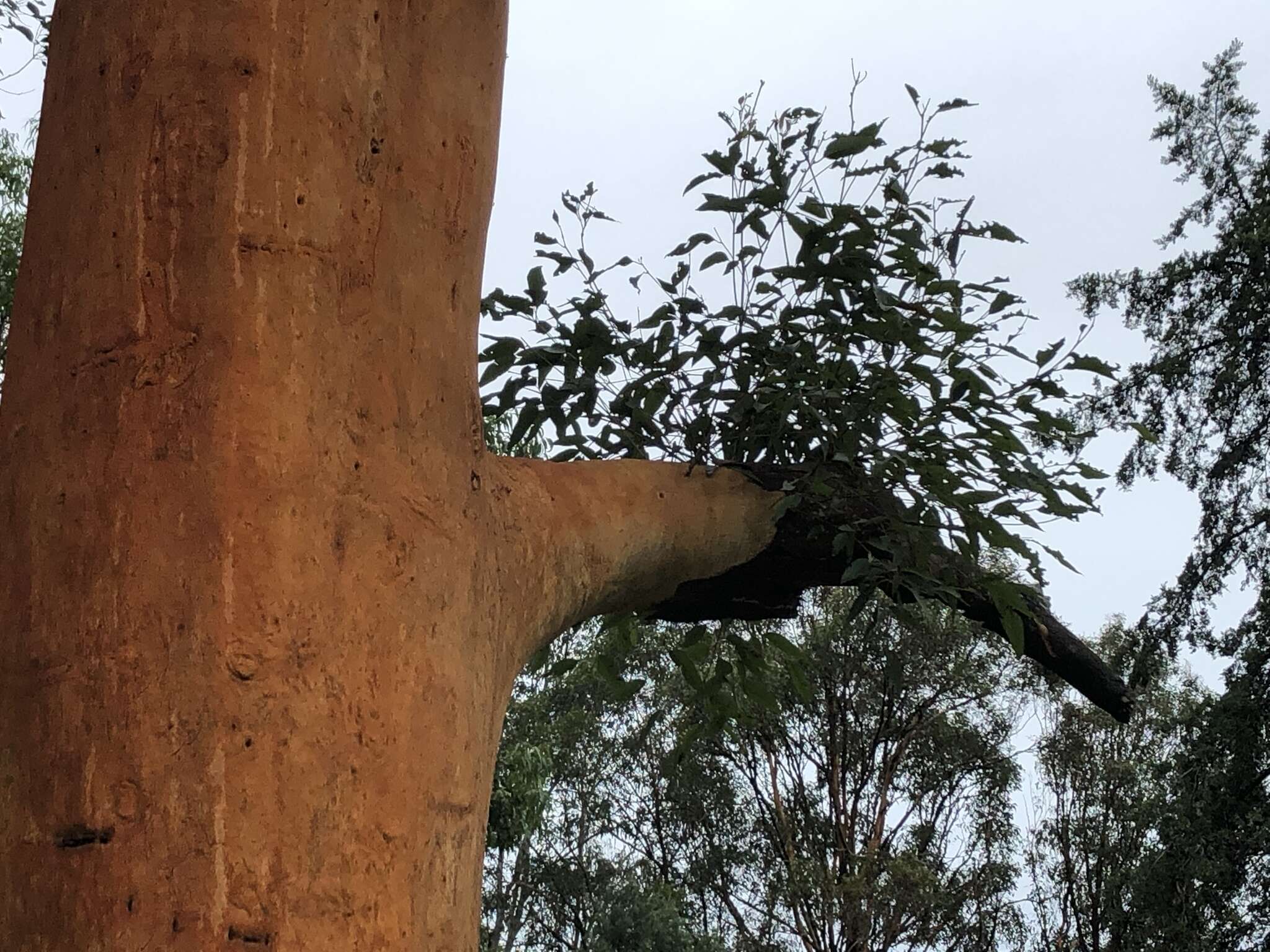 Image of gray gum