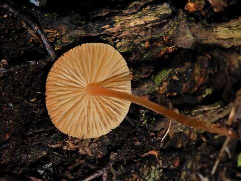 Image de Omphalina wellingtonensis G. Stev. 1964