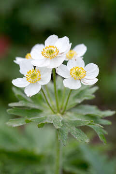 Imagem de Anemonastrum narcissiflorum subsp. villosissimum (DC.) A. Löve & D. Löve