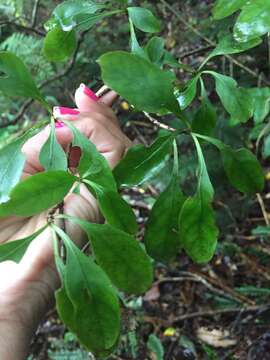 Image of Coprosma foetidissima J. R. Forst. & G. Forst.