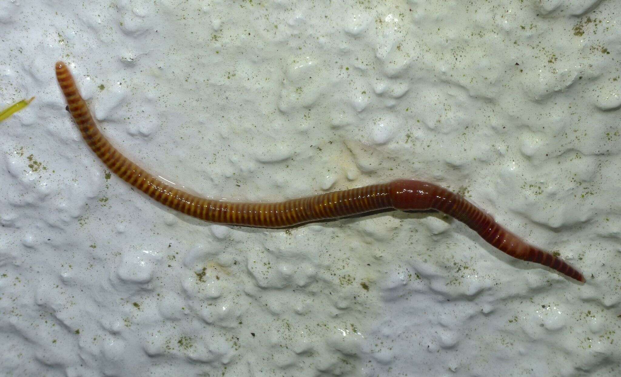 Image of Red wiggler, manure worm, soilution worm, brandling worm, english redworm