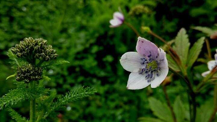 Image of Himalayan windflower