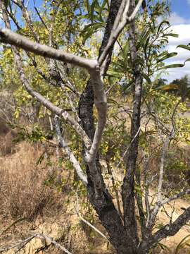 Imagem de Persoonia falcata R. Br.