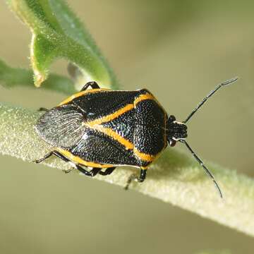 Perillus confluens (Herrich-Schaeffer 1839) resmi