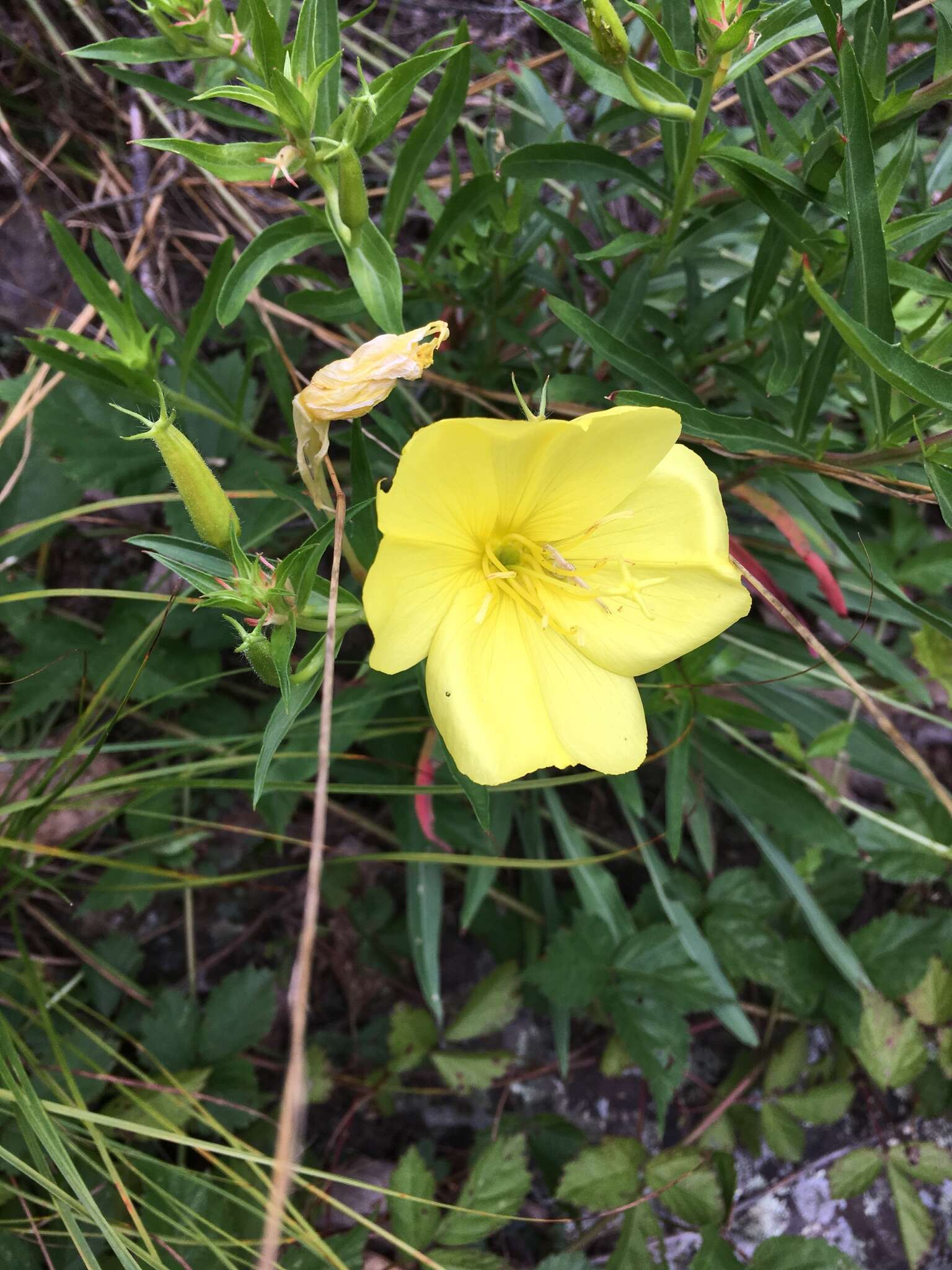 Oenothera argillicola Mackenzie的圖片