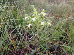 Image of Bonatea boltonii (Harv.) Bolus