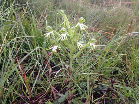 Image of Bonatea boltonii (Harv.) Bolus