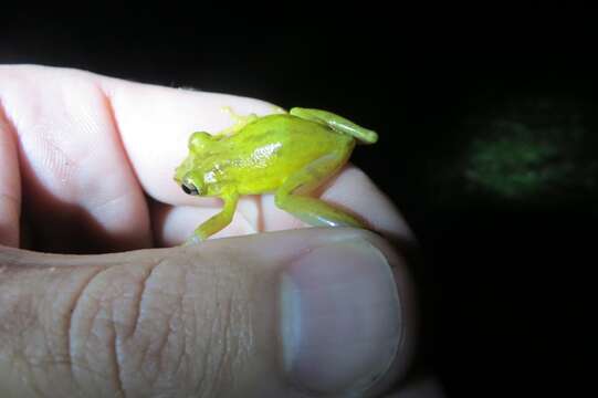 Image of Sipurio Snouted Treefrog