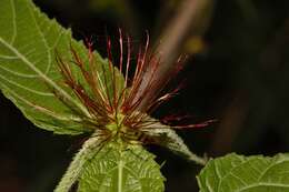 Image of Heart-leaved Brooms and Brushes