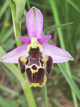 Image of Ophrys minuticauda Duffort