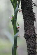 Image of green medusa orchid