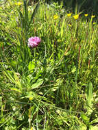 Image of cows clover