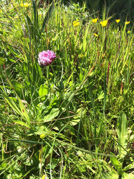 Imagem de Trifolium wormskioldii Lehm.