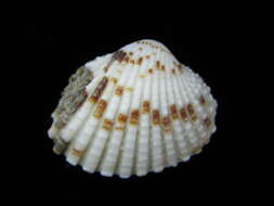 Image of Purpurocardia P. A. Maxwell 1969