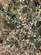 Image of bluegreen saltbush