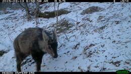 Image of Chinese Goral