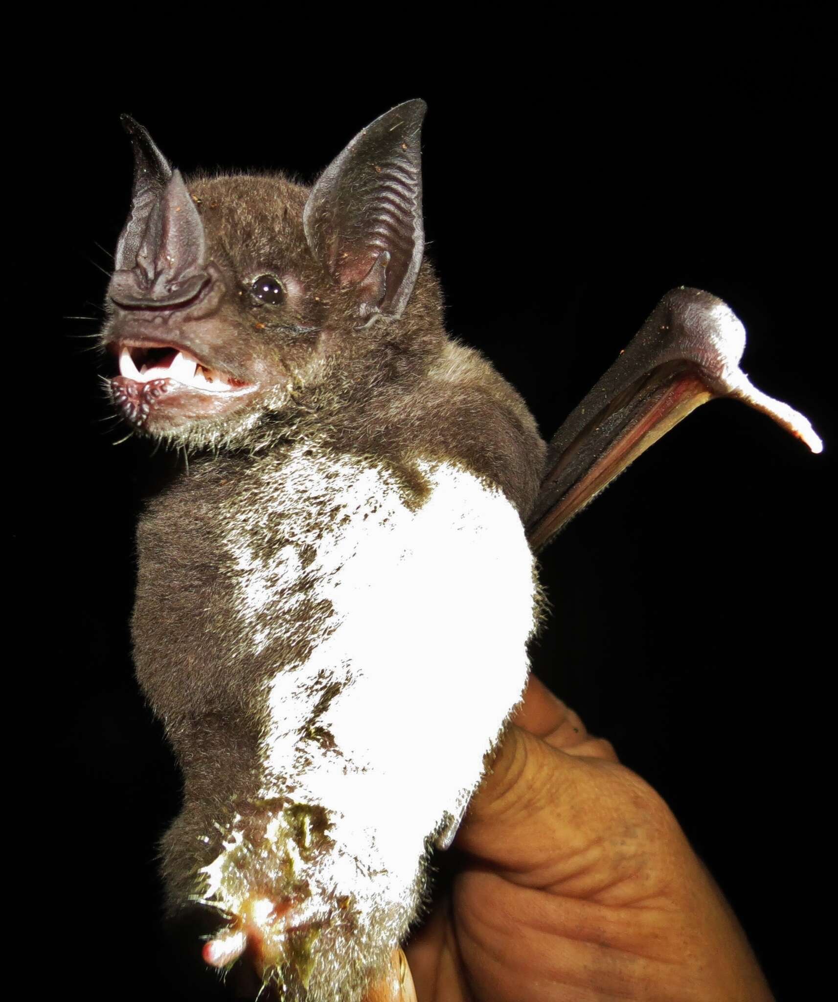 Image of Spear-nosed Bats.