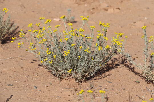 صورة Ajania fruticulosa (Ledeb.) Poljakov