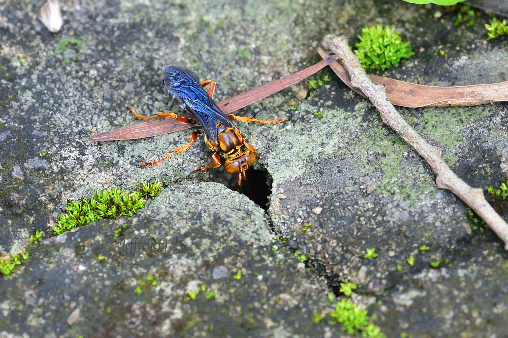 Image of Golden cricket wasp