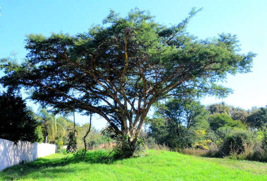 Image of Paperbark acacia