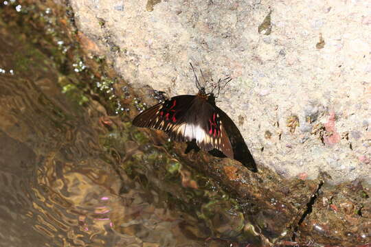 Anetia thirza insignis Salvin 1869 resmi