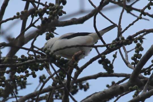 Image of White-headed Starling