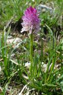 Image of Gymnadenia lithopolitanica (Ravnik) Teppner & E. Klein