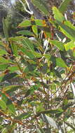 Image of Eucalyptus diversifolia subsp. diversifolia