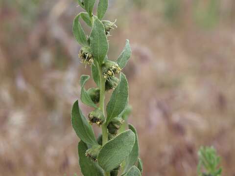 Image of Iva axillaris Pursh