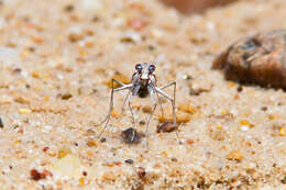 Image of White-cloaked Tiger Beetle