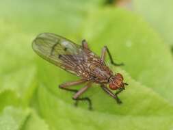 صورة Scathophaga furcata (Say 1823)