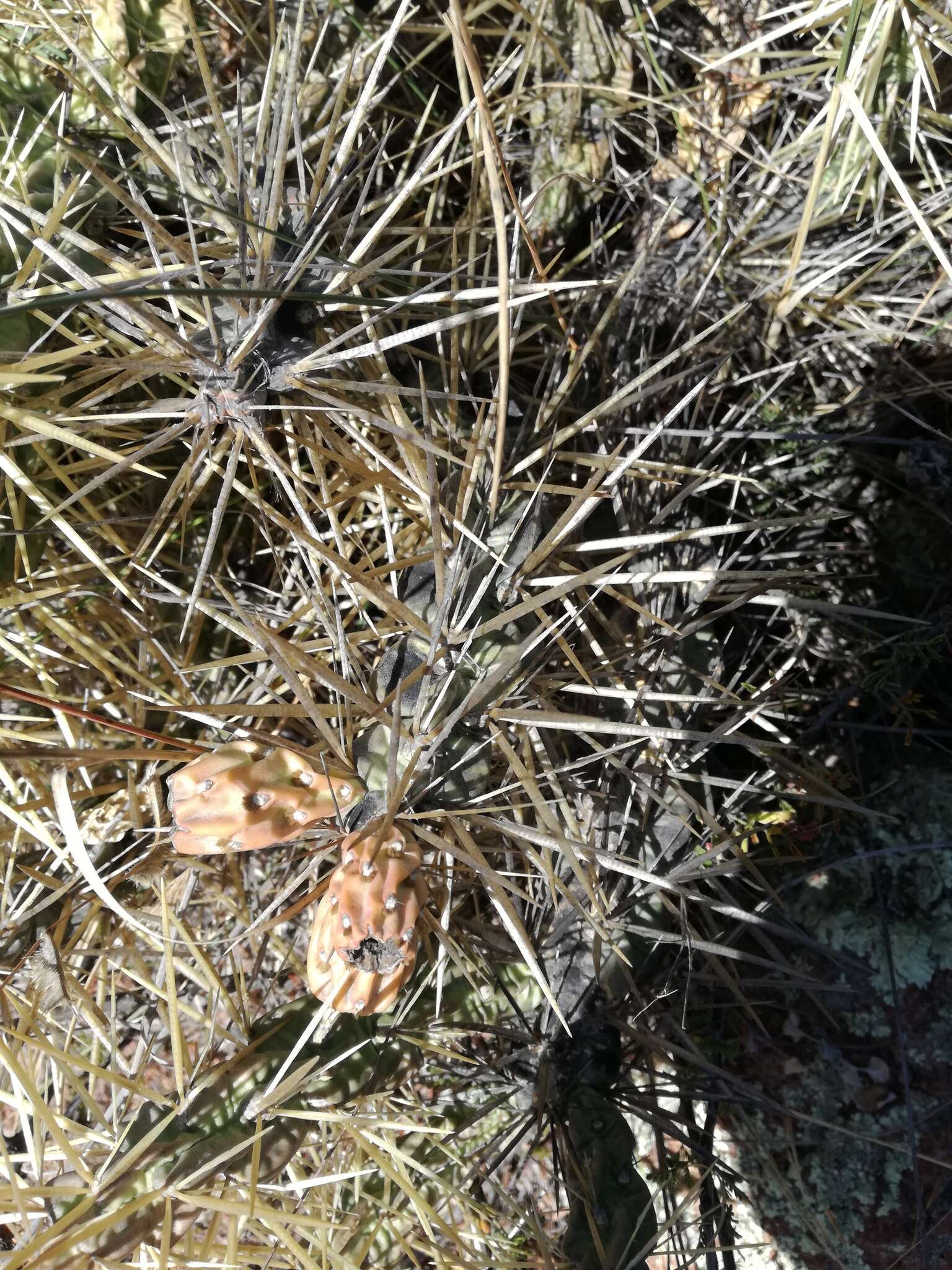 Image of thistle cholla