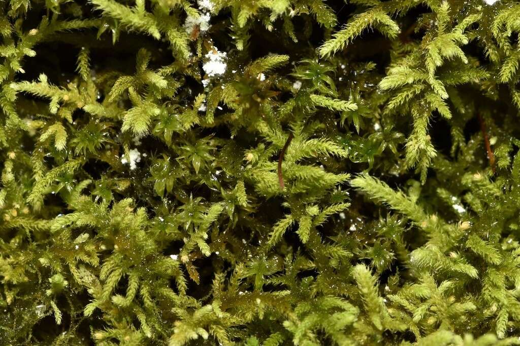 Image of Bolander's claopodium moss