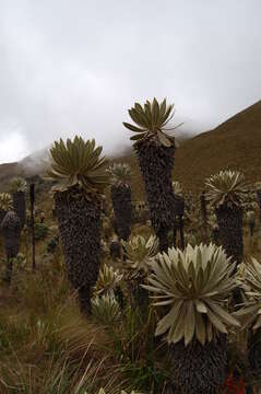 Image of Espeletia pycnophylla Cuatrec.