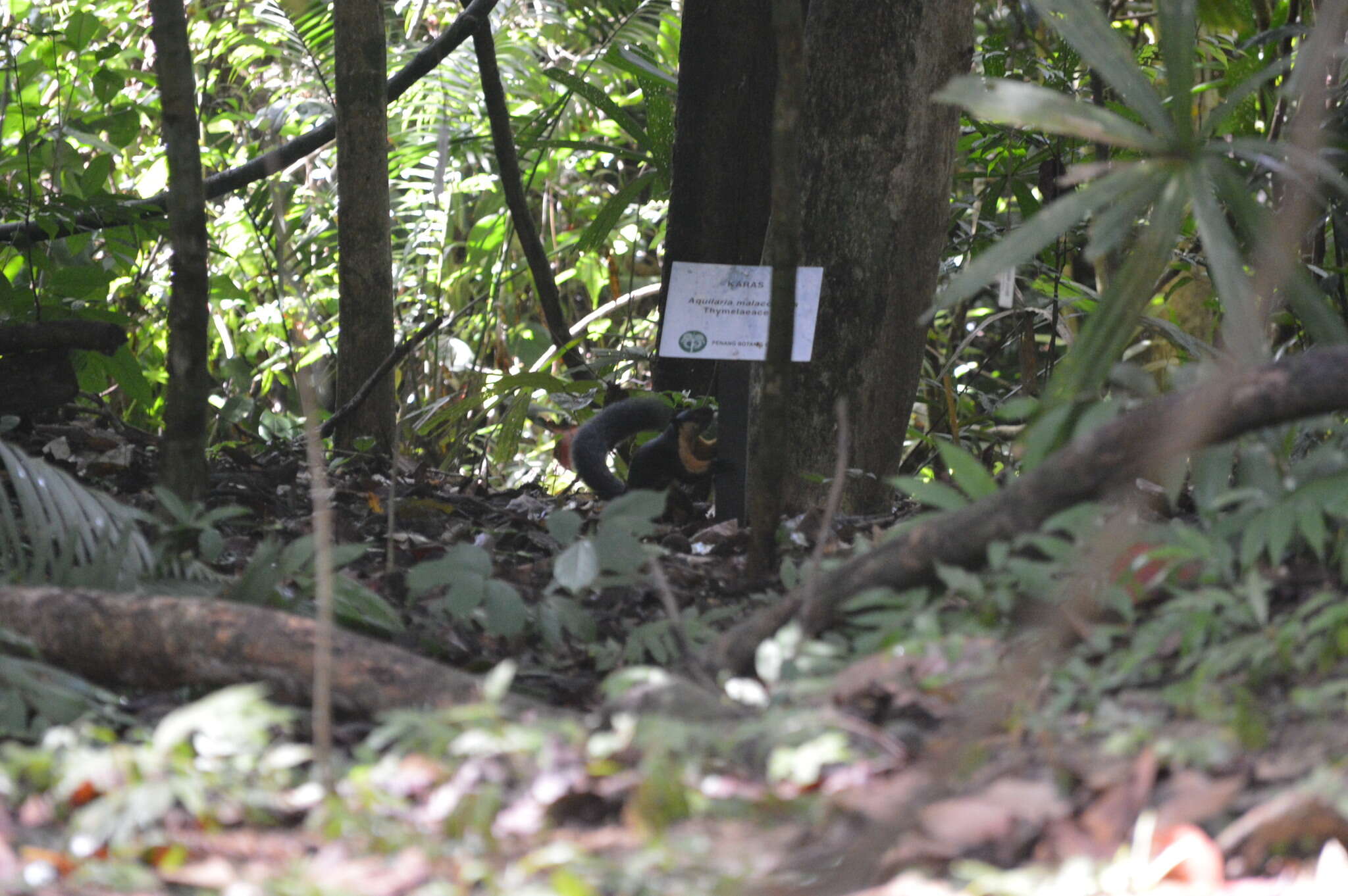 Image of Black Giant Squirrel