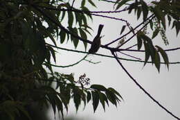 Image of White-throated Tyrannulet