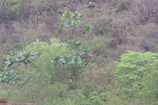 Image of Big-leaf