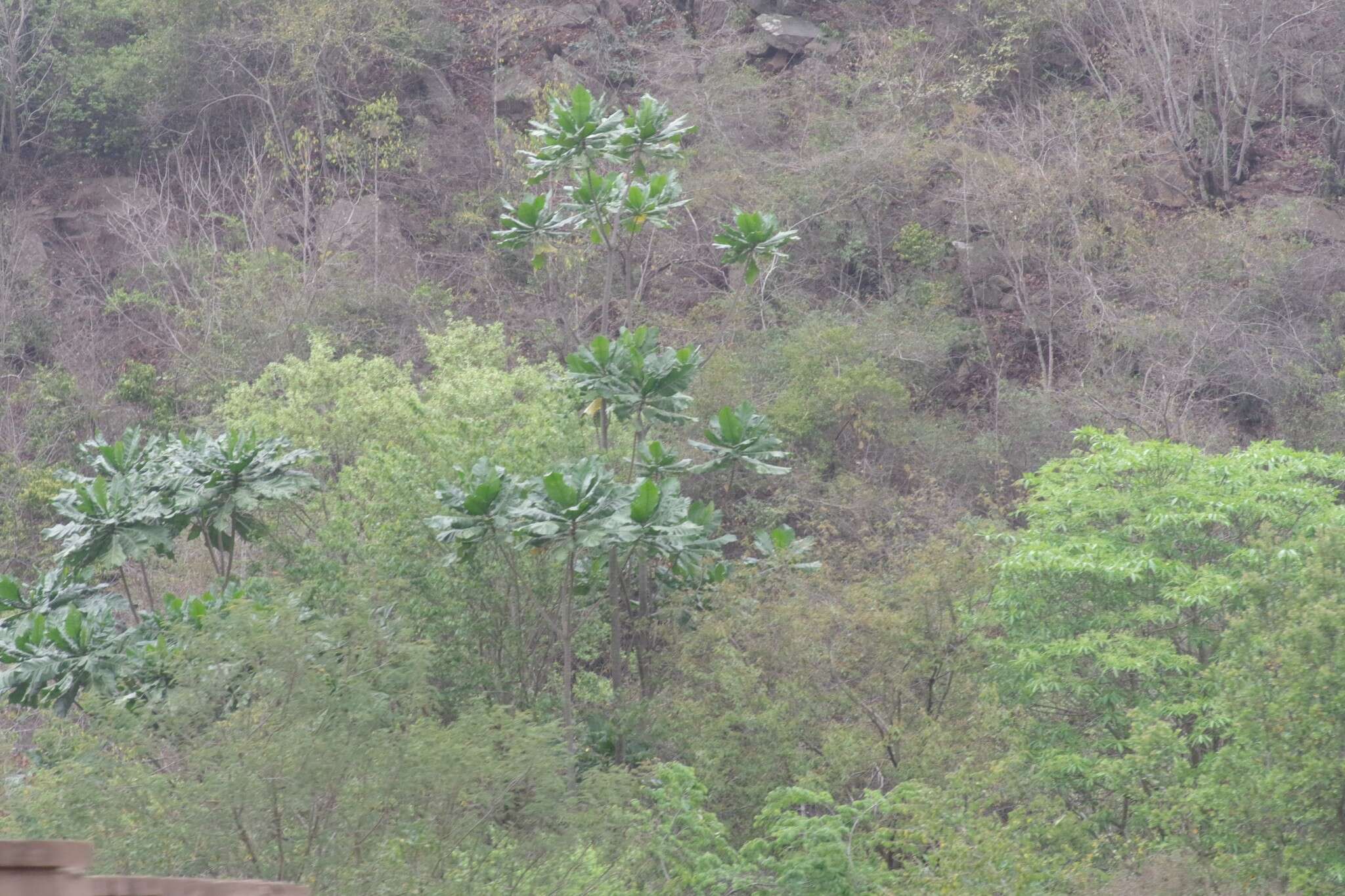 Image of Big-leaf