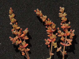 Image of sand pygmyweed