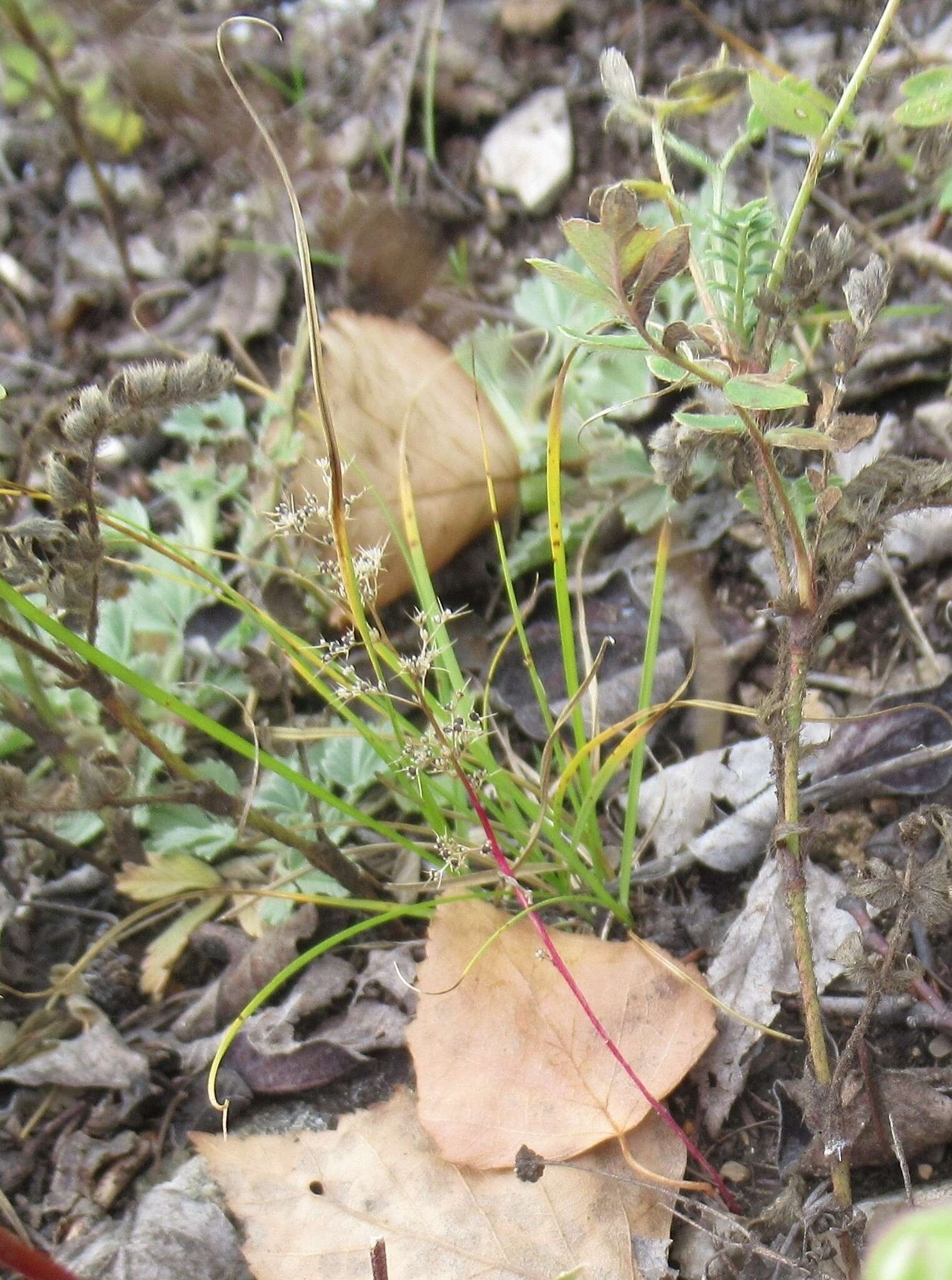 Image of Aristata Wormseed