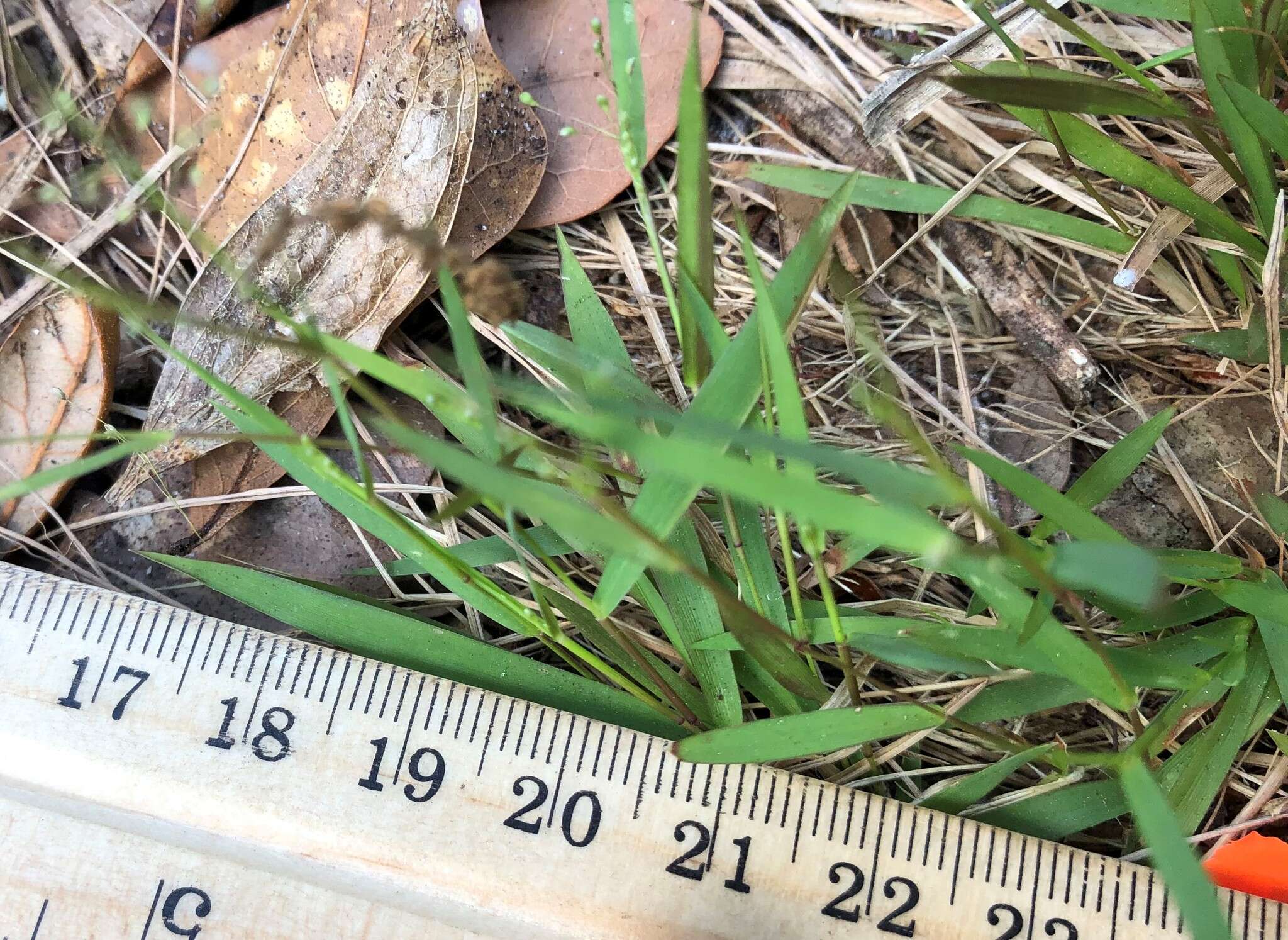 Image of cypress panicgrass