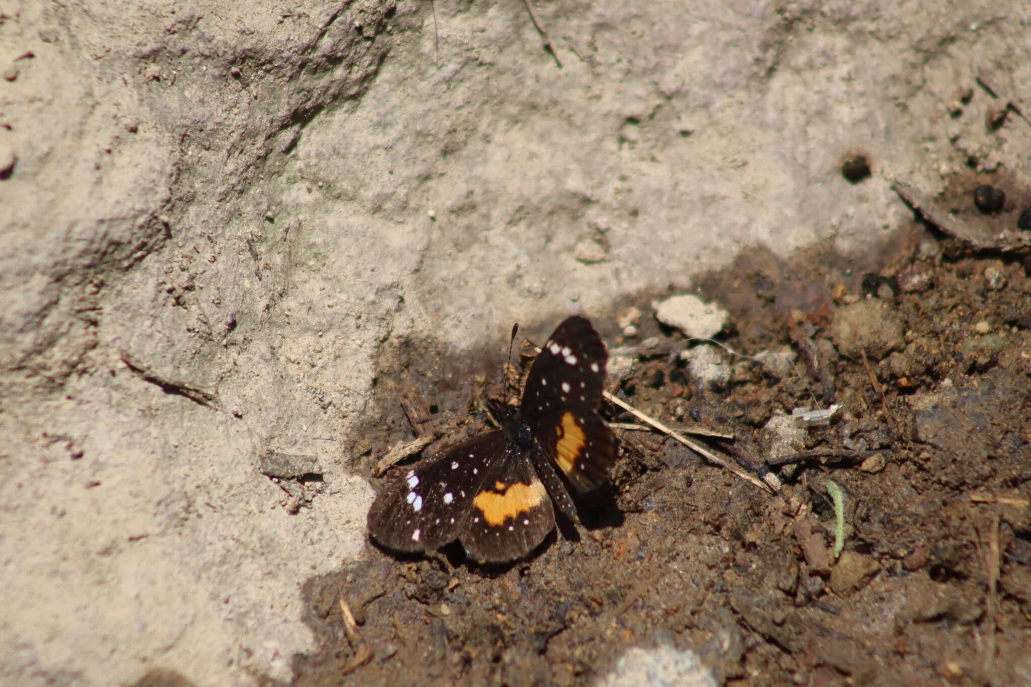 Image of Texola anomalus Godman & Salvin 1897