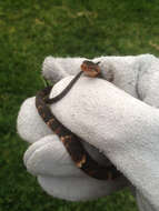 Image of Banded Water Snake