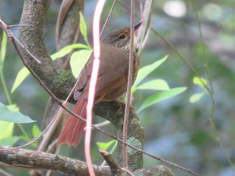 Image of Buff-browed Foliage-gleaner