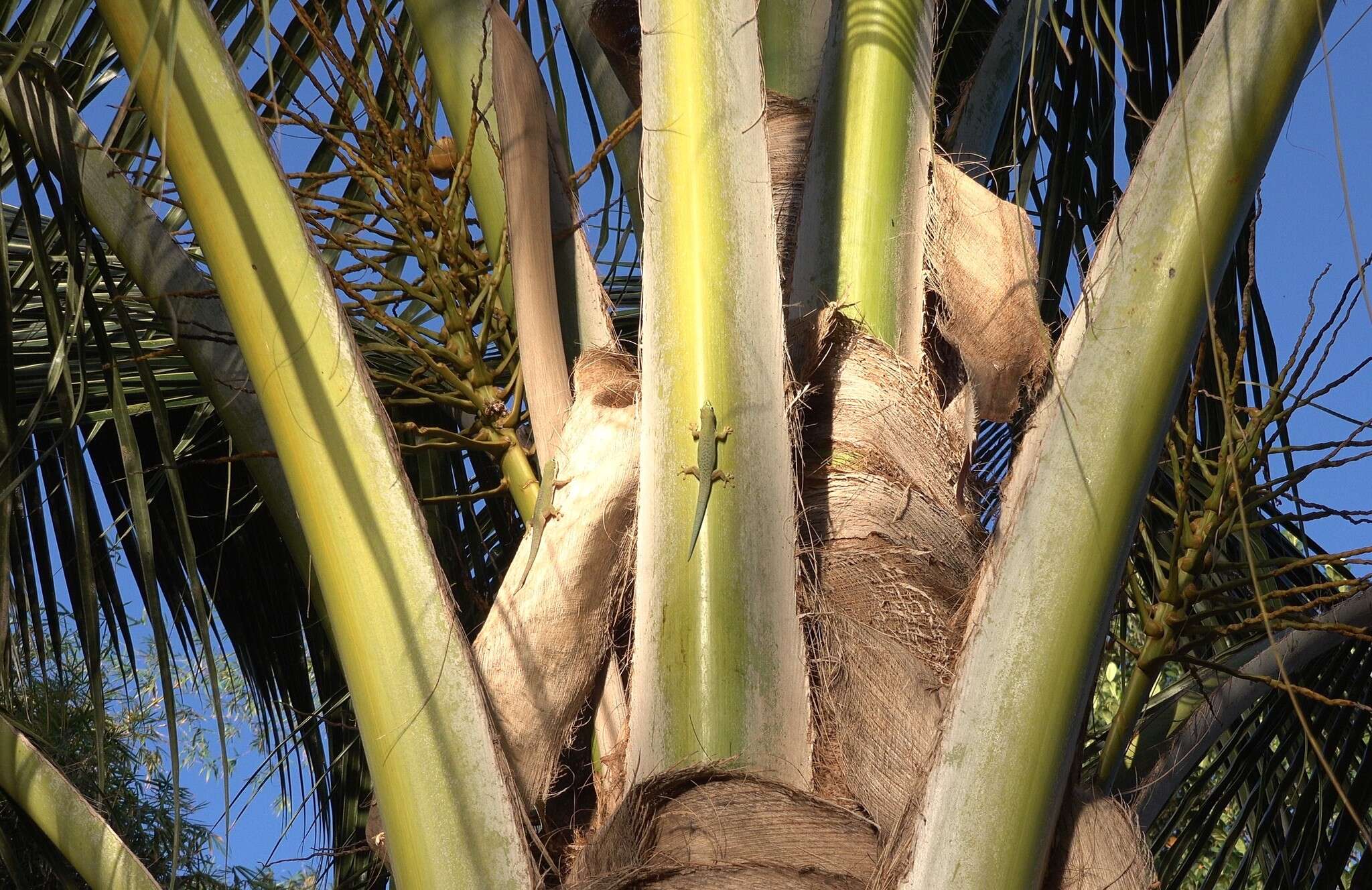 صورة Phelsuma dubia (Boettger 1881)