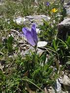 Image of Campanula tridentata Schreb.